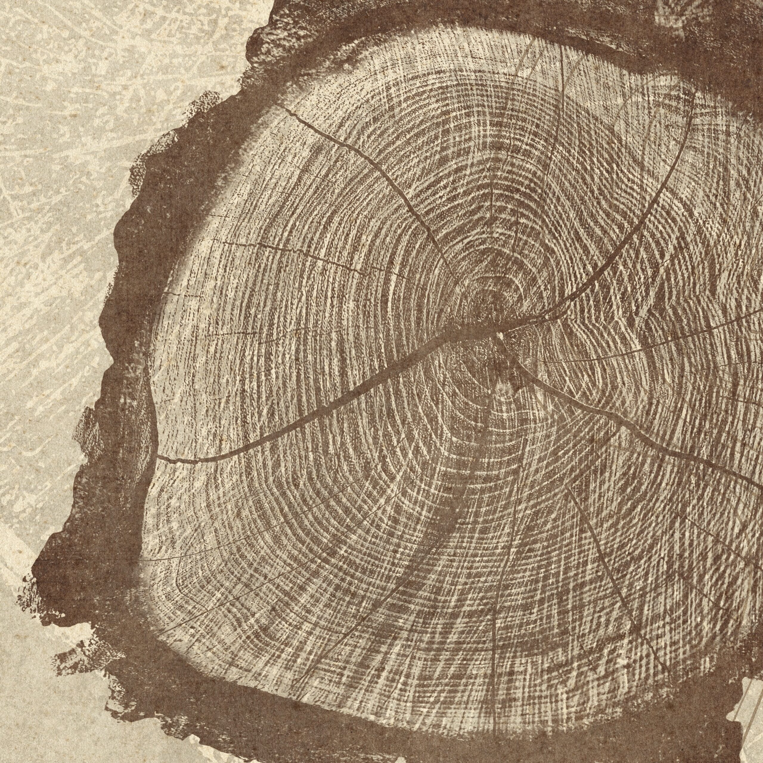 4x5 ratio UP TO 16x20 tree rings 3