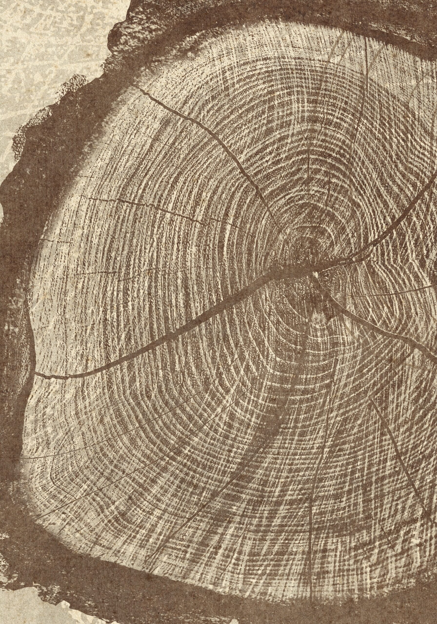 4x5 ratio UP TO 16x20 tree rings 3